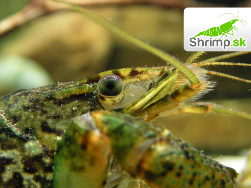Rak mramorový (Procambarus fallax)