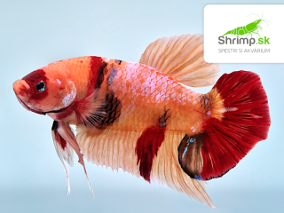 Bojovnica Giant Nemo ST - samica