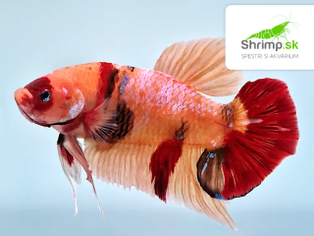 Bojovnica Giant Nemo ST - samica