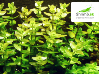 Bacopa caroliniana - zväzok