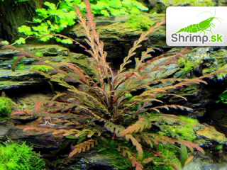 Hygrophila pinnatifida - zväzok