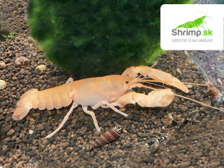 Rak Apricot 2,5-5 cm - Cherax snowden