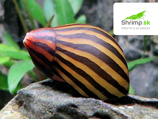 Slimák Neritina zebra 10 ks - (Neritina natalensis)