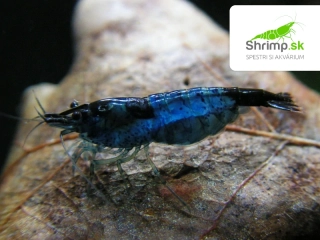 Blue dream 10 ks - Neocaridina davidi
