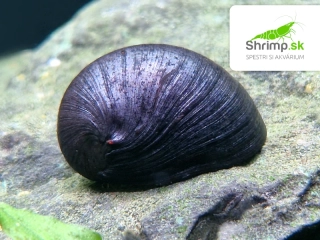Slimák Vojenská prilba 10 ks - Neritina sp.