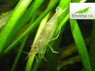 Kreveta Amano XL 10 ks - Caridina Japonica