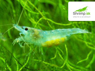Blue Jelly 20 ks - (Neocaridina davidi)