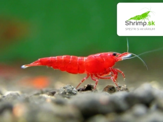 Bloody mary 10 ks - Neocaridina davidi