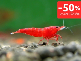 Bloody mary - Neocaridina davidi