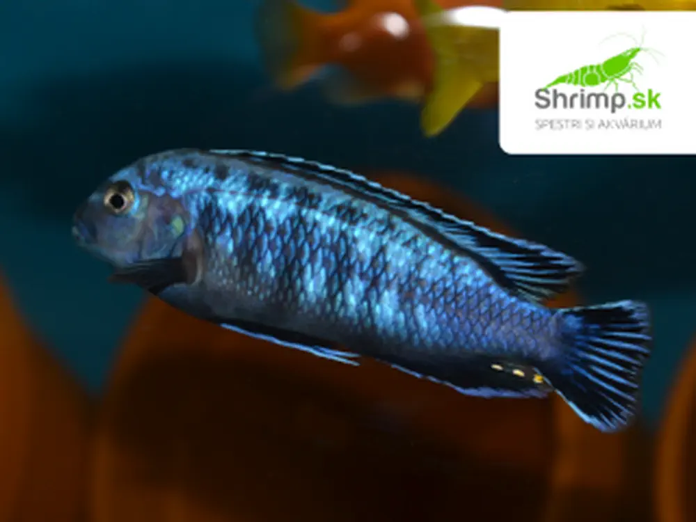 Papuľovec Melanochromis interruptus (Tlamovec)