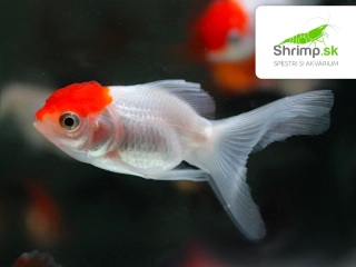 Závojnatka Red cap - Carassius auratus