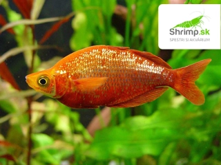 Dúhovka (Aterínka) lososová - Glossolepis incisus