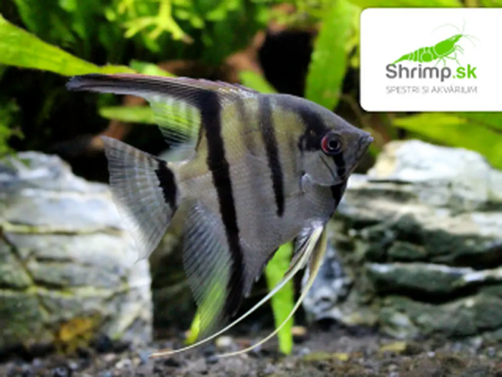 Skalár amazonský 'štvorpruhý' (2-3 cm)