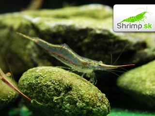 Krevetka Pinokio 10 ks - Caridina gracilirostris