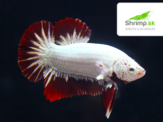 Samec Betta Super Red Dragon Platinum
