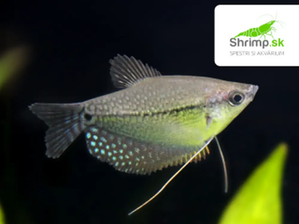 Gurama perleťová - Trichopodus leeri