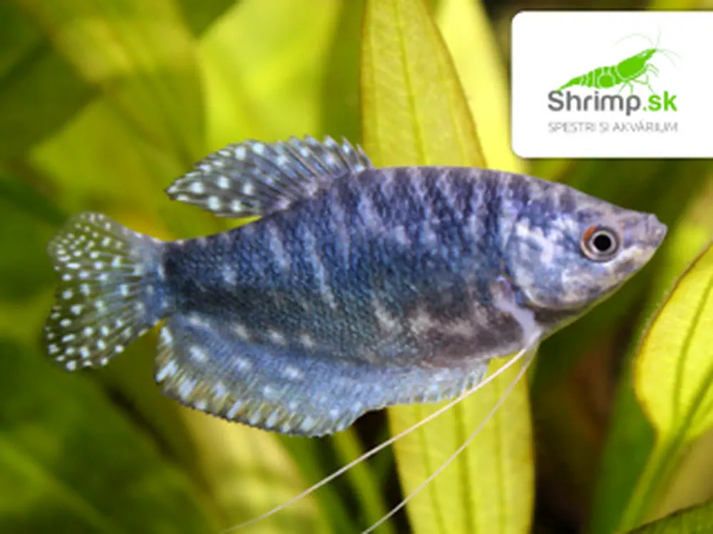 Gurama modrá - Trichopodus trichopterus sumatranus