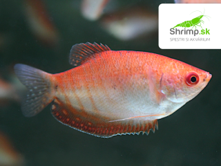 Gurama golden red eye - Trichopodus trichopterus