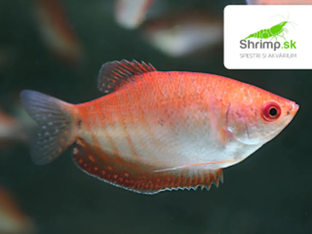 Gurama golden red eye - Trichopodus trichopterus