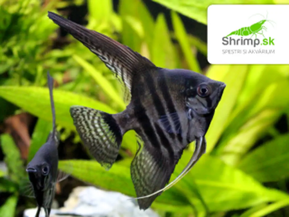 Skalár amazonský 'viacpruhý' (zebra) (2-3 cm)