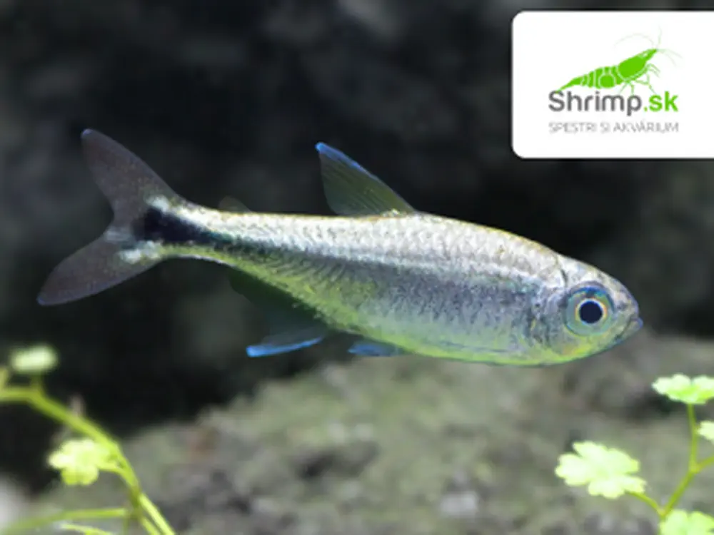 Tetra zlatá - Hemigrammus rodwayi