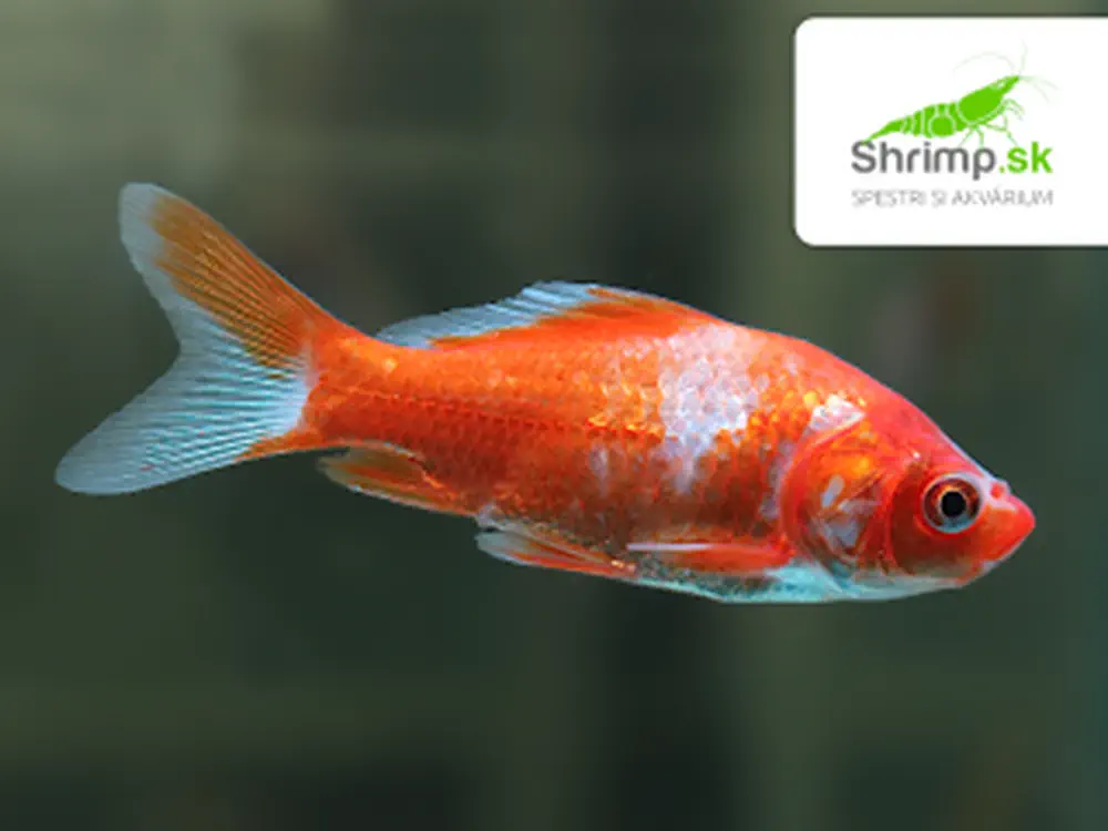 Karas červeno biely 6-8 cm - Carassius auratus (DO JAZIERKA)
