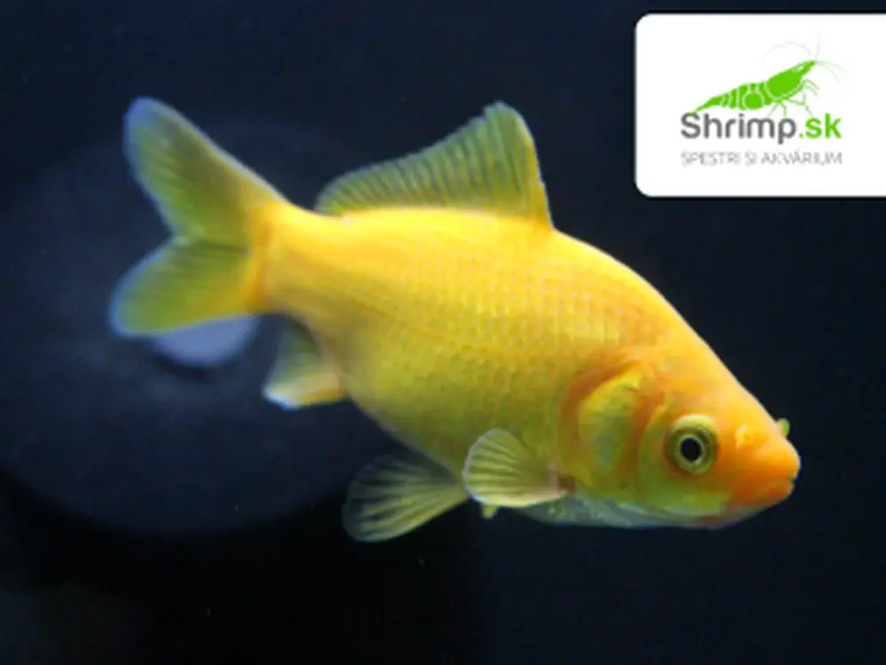 Karas žltý (citrónový) 6-8 cm - Carassius auratus (DO JAZIERKA)