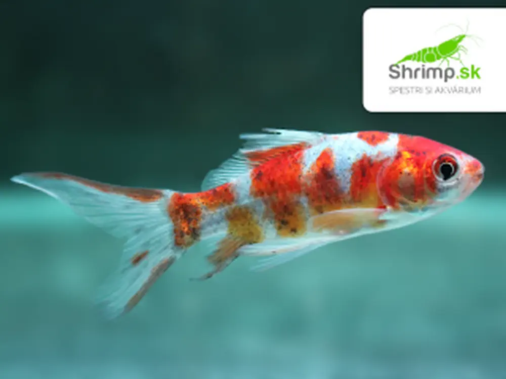 Karas Shubunkin 5-6 cm - Carassius auratus (DO JAZIERKA)
