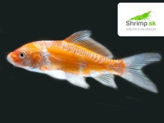 Koi kapor mix A 6-8 cm - Cyprinus carpio