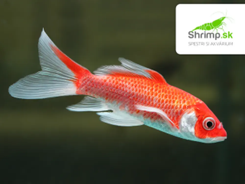 Koi kapor Butterfly 9-11 cm - Cyprinus carpio (DO JAZIERKA)