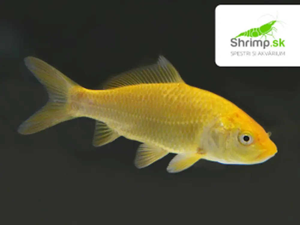 Koi kapor zlatý 6-8 cm - Cyprinus carpio (DO JAZIERKA)