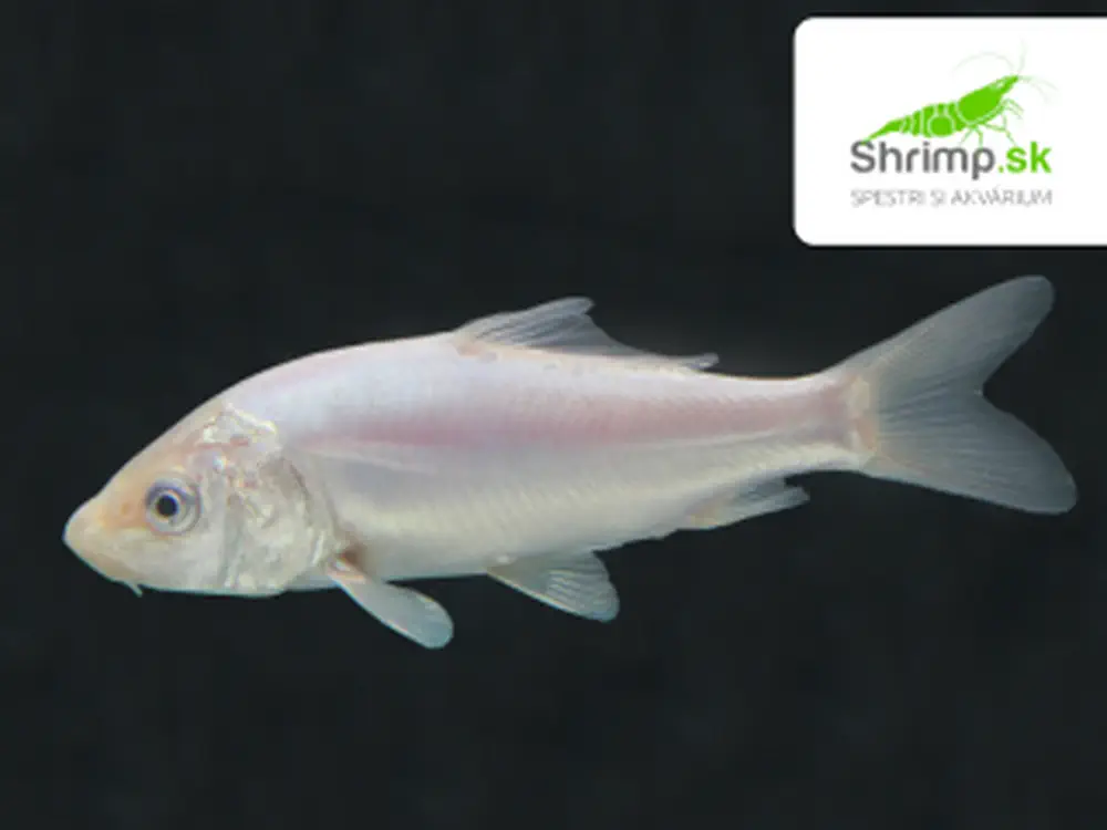 Koi kapor biely platinum 6-8 cm - Cyprinus carpio (DO JAZIERKA)