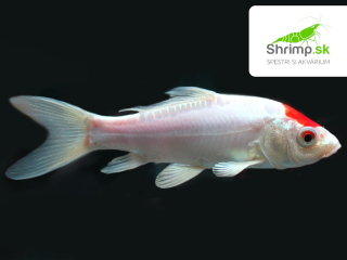 Koi kapor červeno biely 6-8 cm - Cyprinus carpio (DO JAZIERKA)