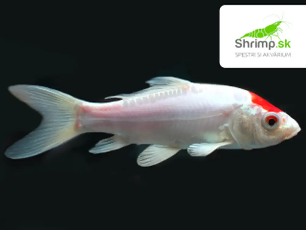 Koi kapor červeno biely 6-8 cm - Cyprinus carpio (DO JAZIERKA)