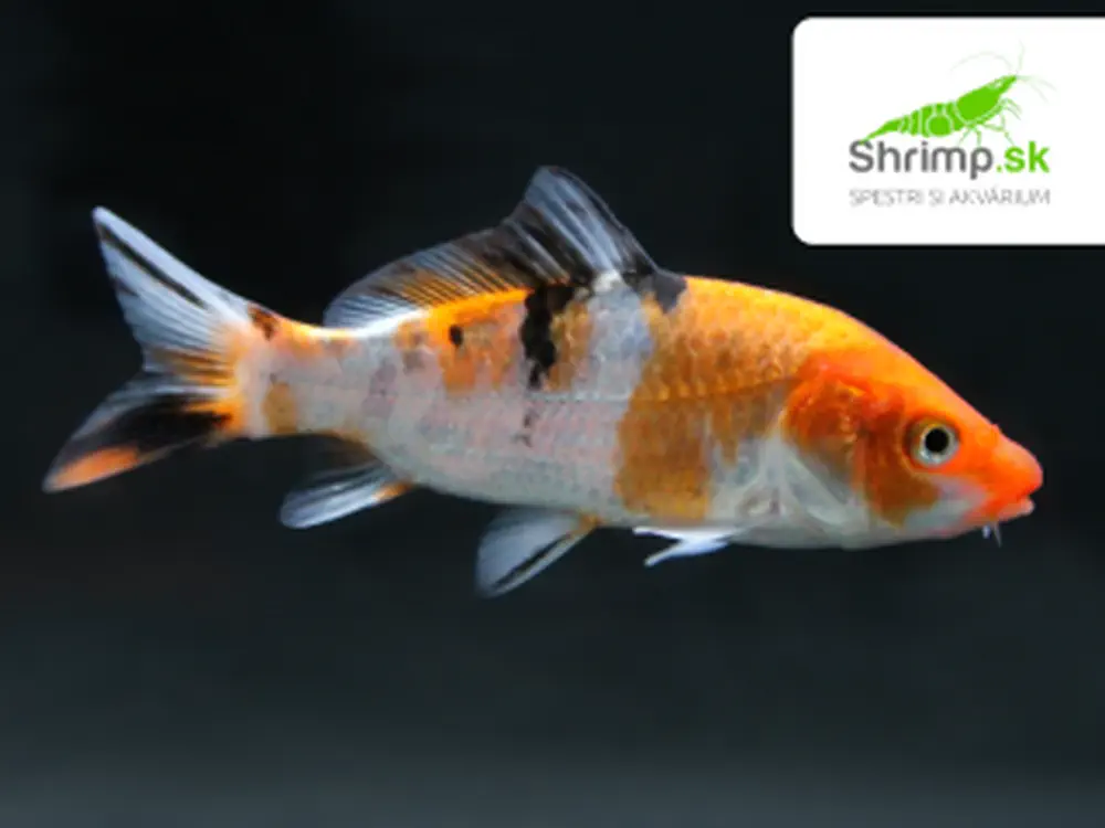 Koi kapor tricolor 6-8 cm - Cyprinus carpio (DO JAZIERKA)
