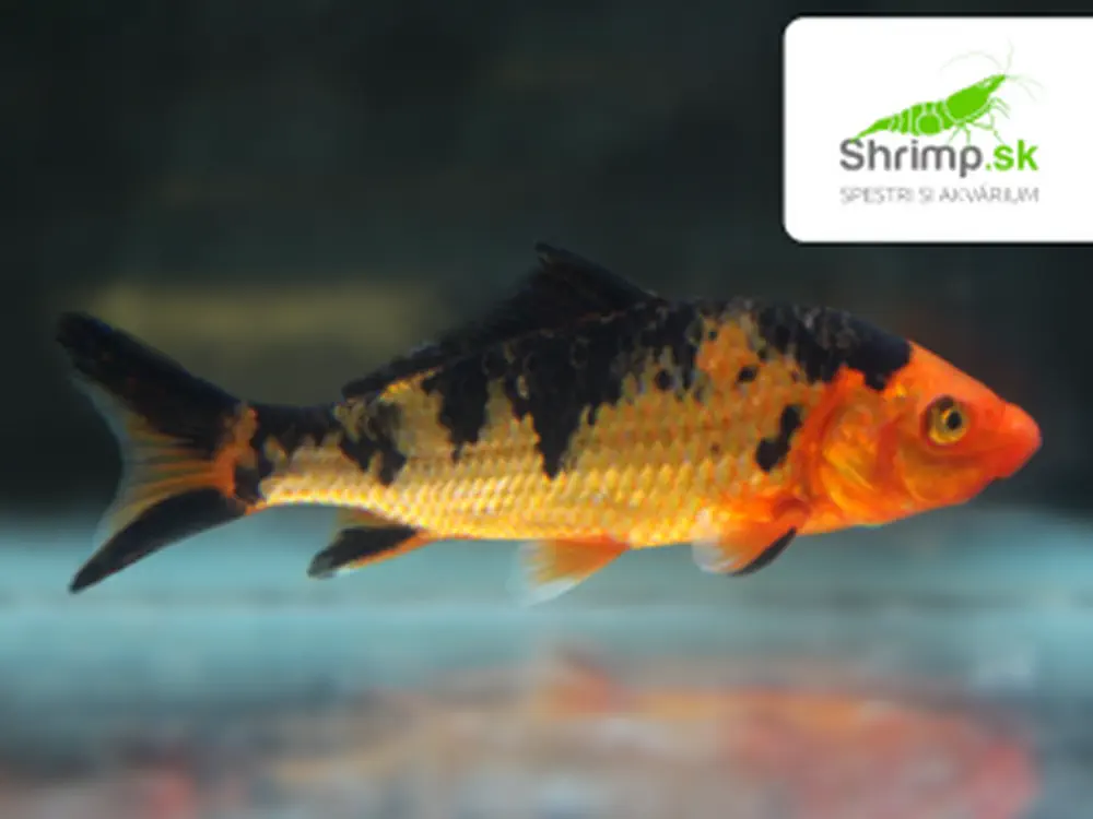 Koi kapor čierno zlatý 6-8 cm - Cyprinus carpio (DO JAZIERKA)