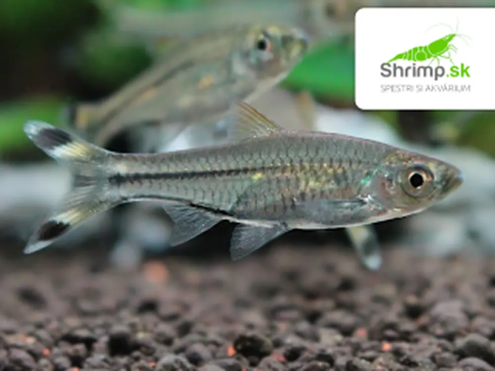 Razbora priesvitná - Rasbora trilineata