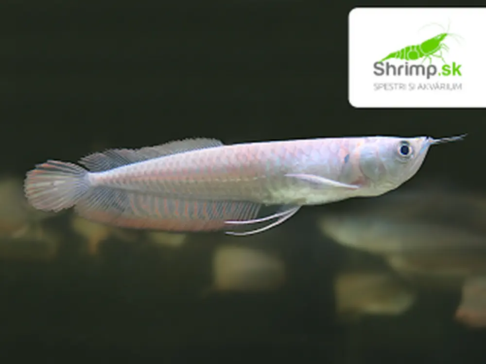 Arowana Silver 10-12 cm