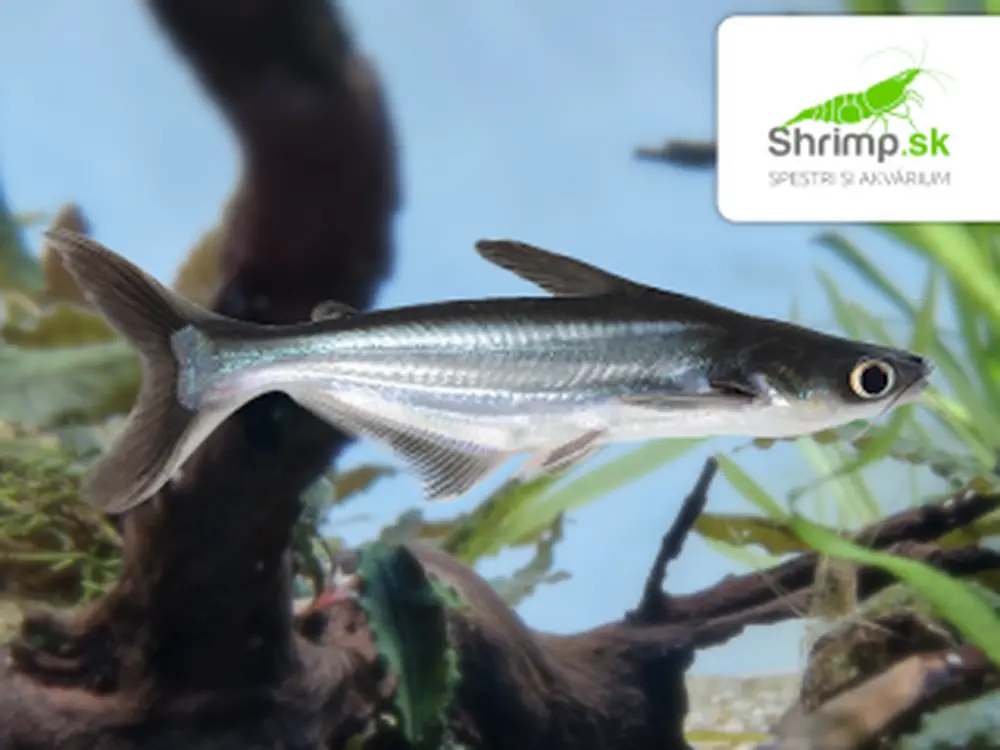 Sumček žraločí - Pangasius sutchi