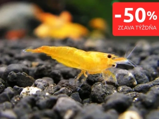 Orange - Neocaridina davidi