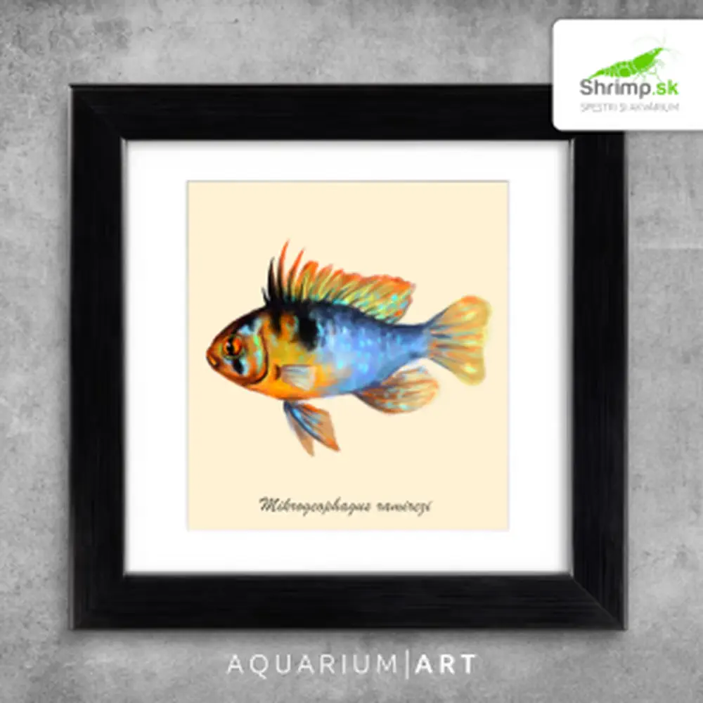 AQUARIUM ART obraz Mikrogeophagus ramirezi 22 x 22 cm (M-010)