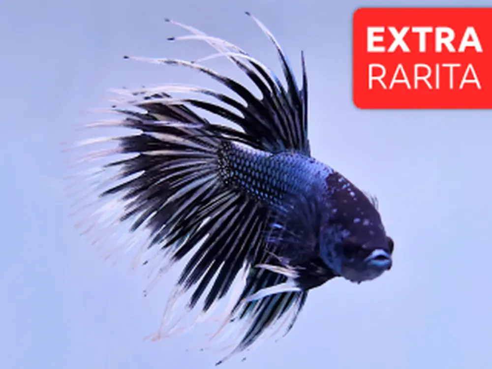 Bojovnica pestrá - samec Crown tail čierno biely