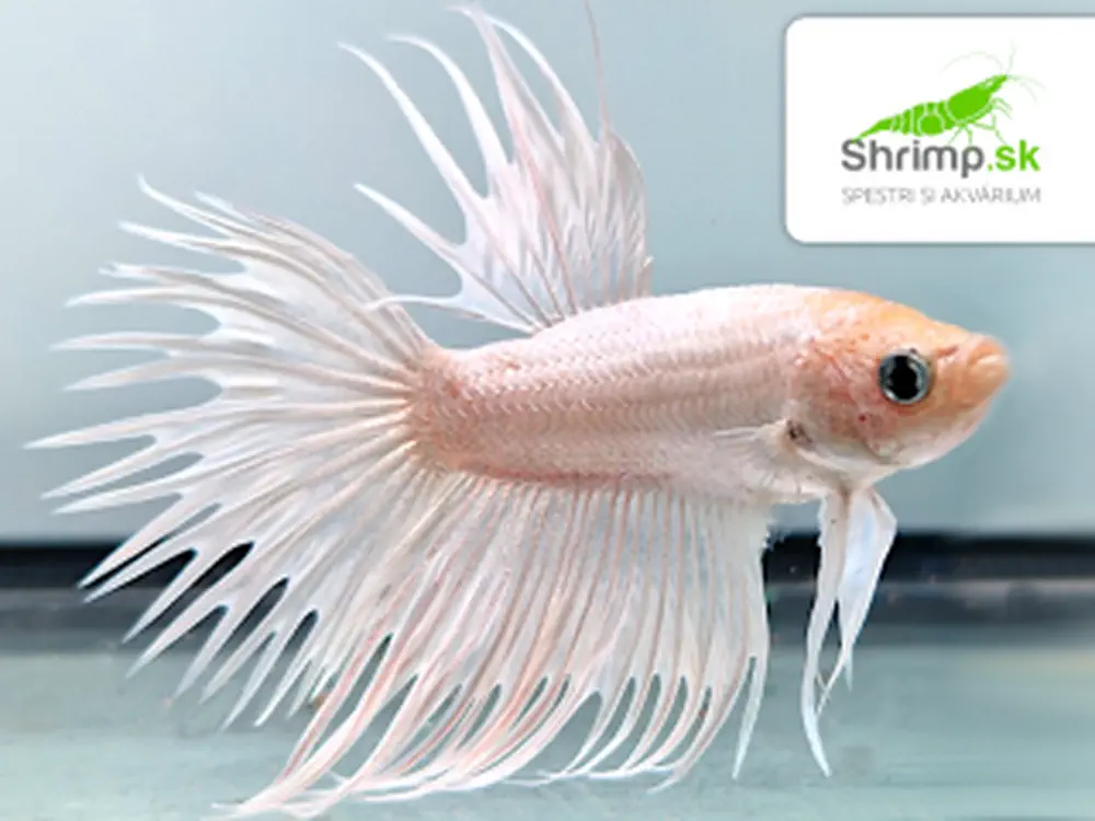 Bojovnica pestrá - samec Crown tail biely