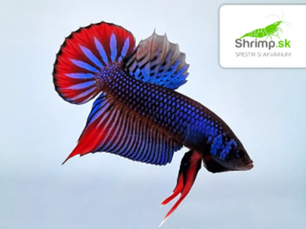 Bojovnica nebojovná red tail - samec