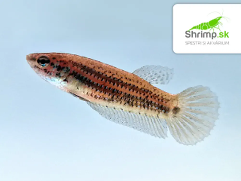 Bojovnica nebojovná red tail - samica