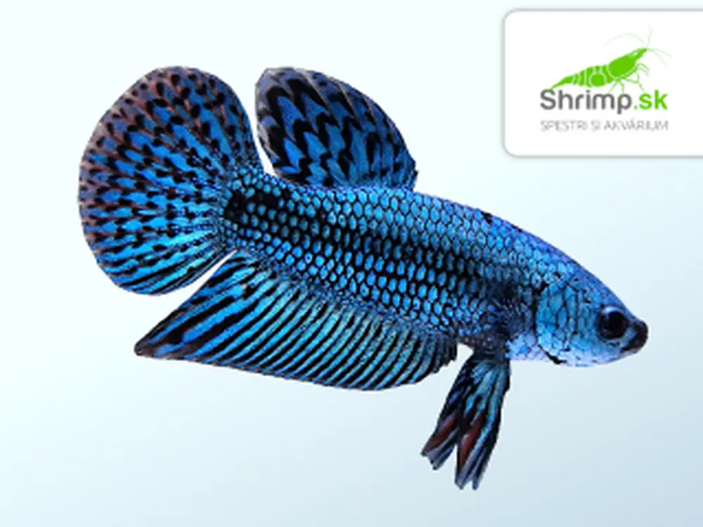 Bojovnica Alien Blue-green-grey - samec