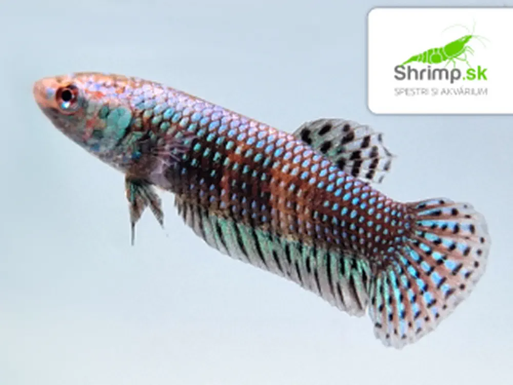Bojovnica Alien Blue-green-grey - samica