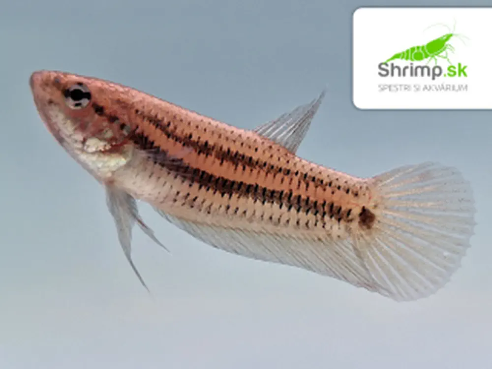 Bojovnica Alien Copper - samica