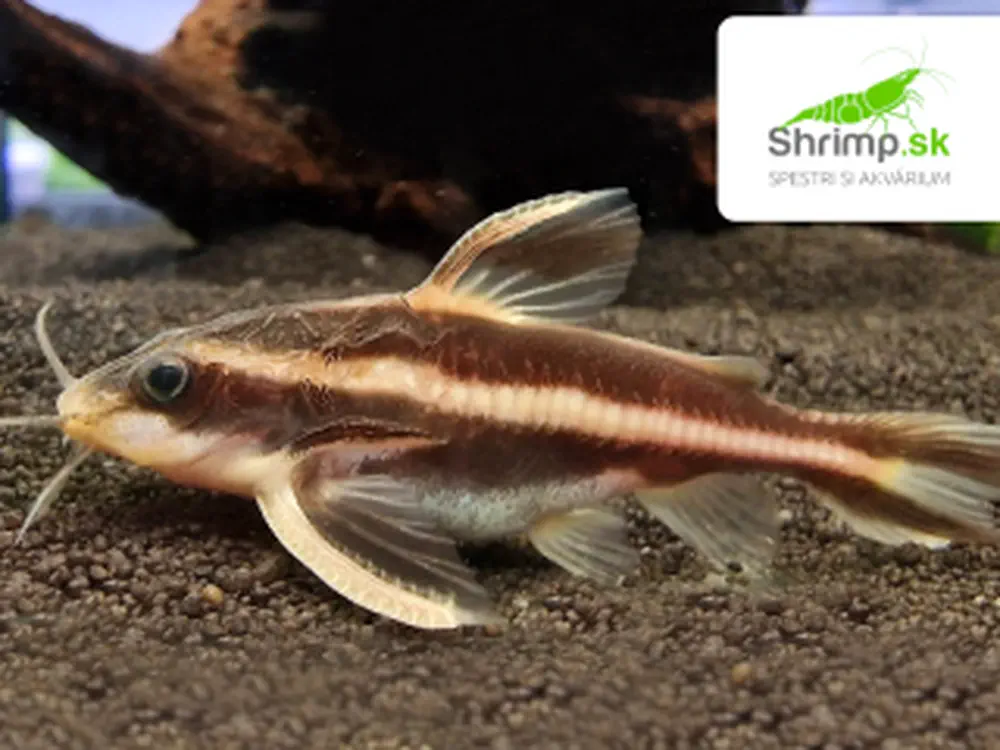 Trnovec bielopruhý - Platydoras costatus