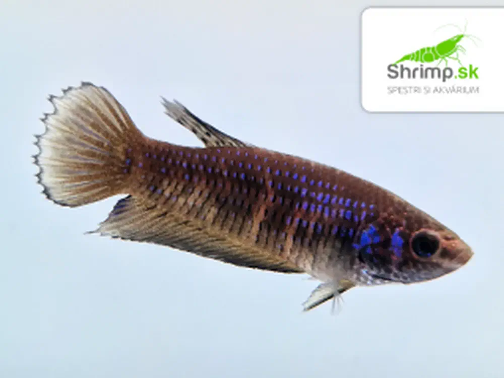 Bojovnica nebojovná yellow tail - samica